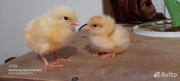Цыплята доминанты