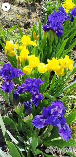 Ирис бордюрный (карликовый)