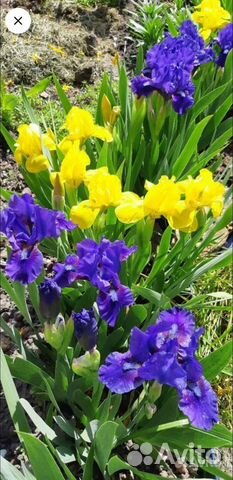 Ирис бордюрный (карликовый)