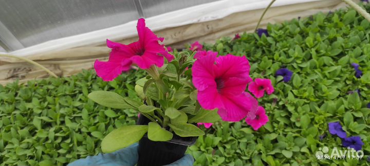 Рассада цветов опт и розница