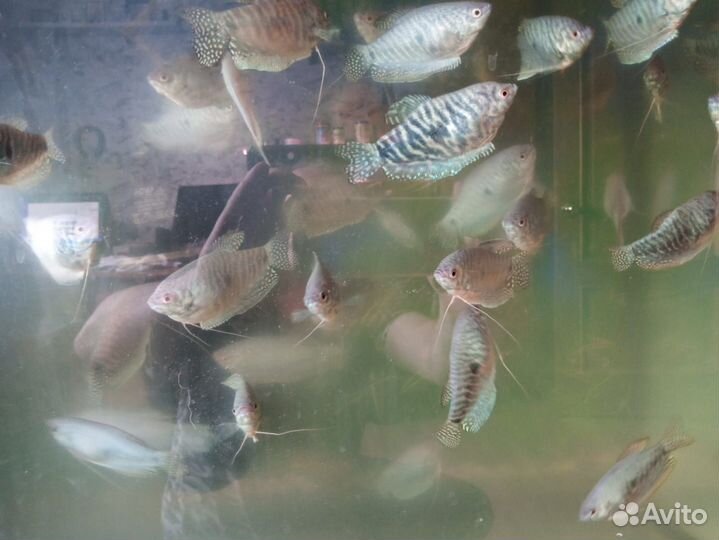 Аквариумные рыбки гурами