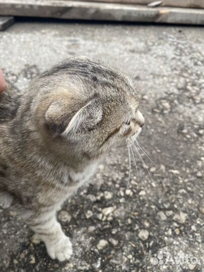 Вислоухие котята в добрые руки