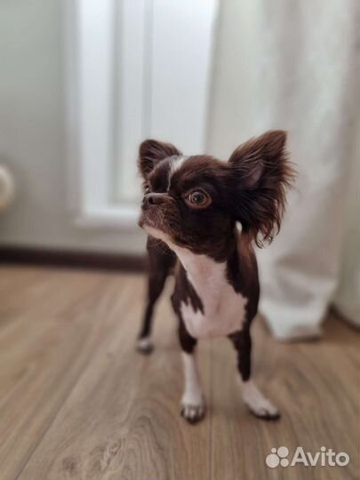 Передержка в семью одним животным