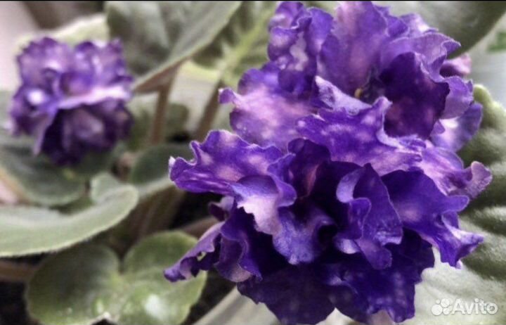 Фиалка (детки)