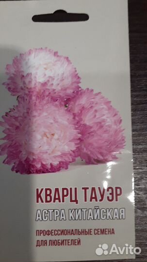 Рассада астр