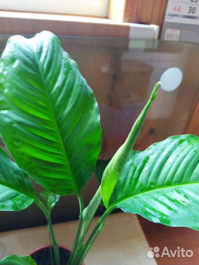 Спатифиллум