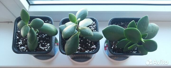 Крассула толстянка денежное дерево