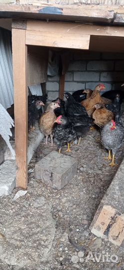 Куры петухи