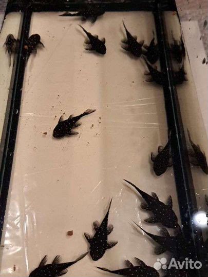 Бриллиантовый анциструс номерной сом L184