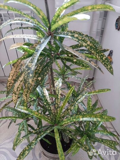 Кратон Фиалки Сансевиер Спатифиллум Плющ Адиантум