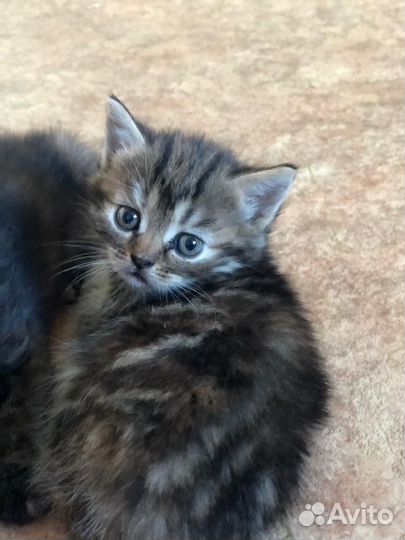 Котята мальчики и девочки