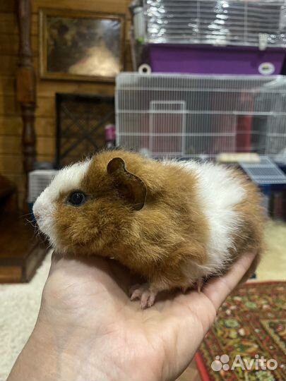 Малыш Тедди