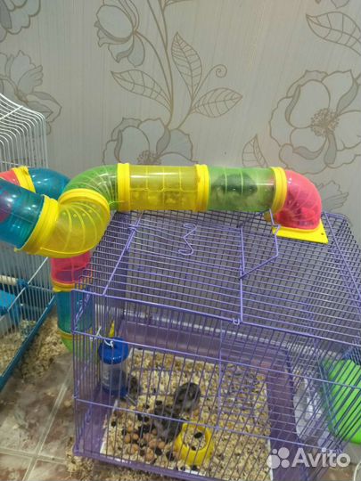 Хомяки с клеткой