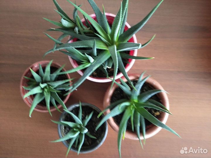 Суккуленты, кактусы