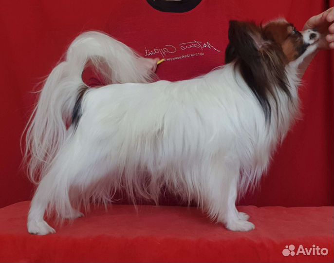 Папийон кобель