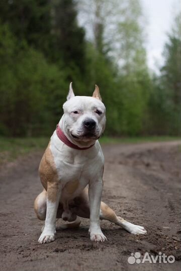 Вязка кобеля амстафа