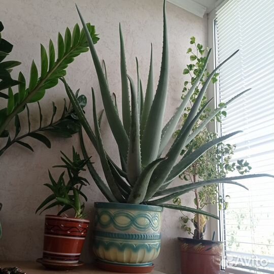 Алоэ вера барбаденсис