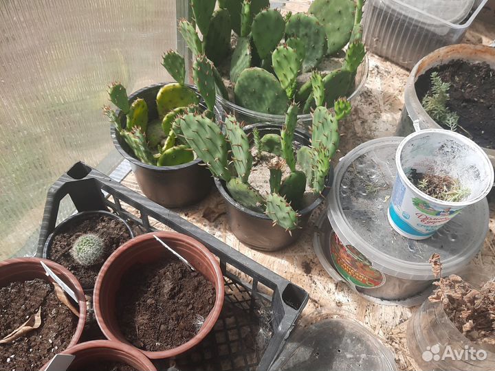 Кактус (суккулент) опунция, комнатный цветок