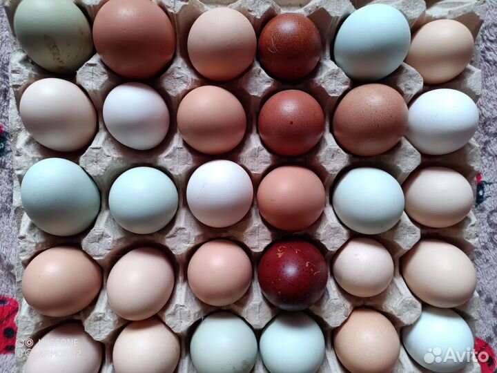 Инкубационные яйца