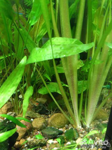 Аквариумные растения