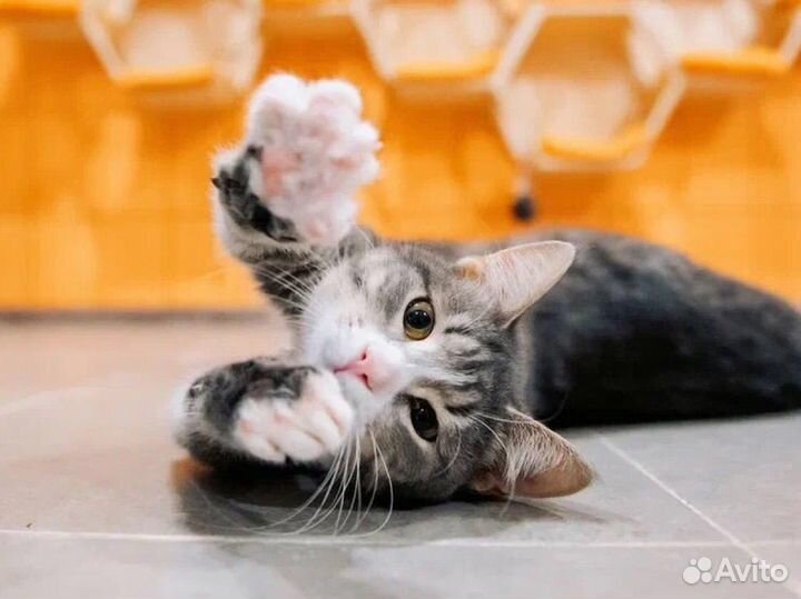 Котик Василий из приюта бесплатно