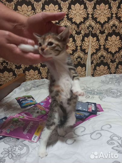 Кошка в дар бесплатно