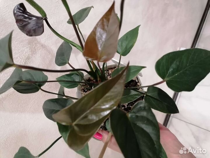 Антуриум Black Lоve