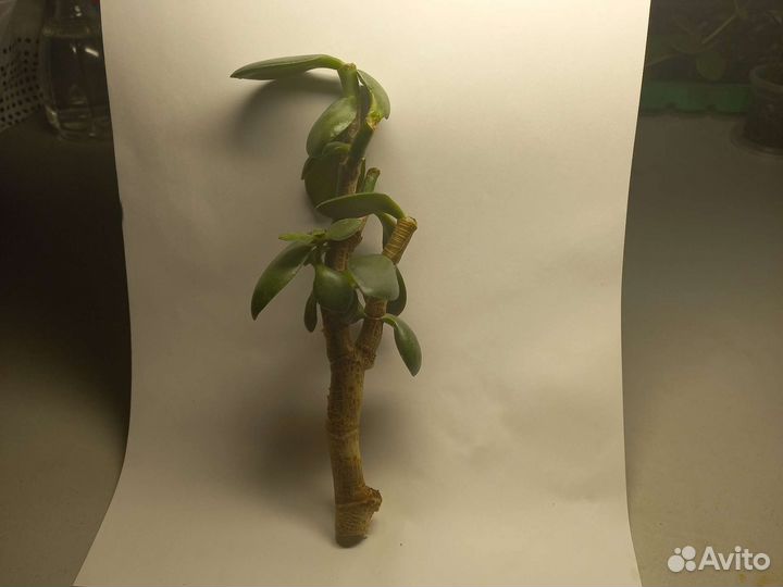 Денежное дерево