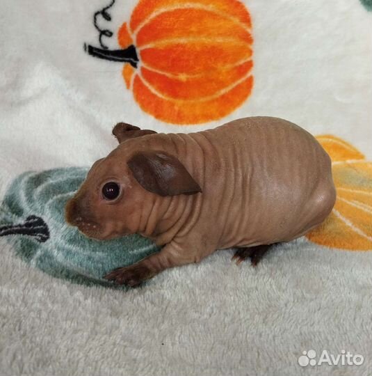 Морская свинка скинни