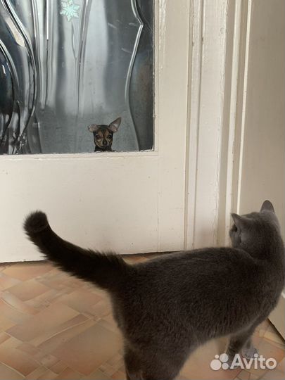 Передержка животных