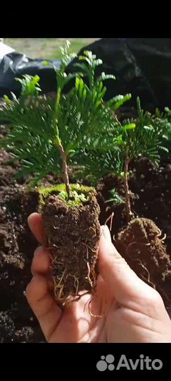 Туя брабант