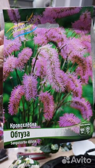 Астра, платикодон, морозник, прострел, кровохлебка