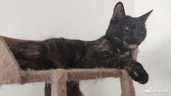 Стерилизованная кошка в добрые руки