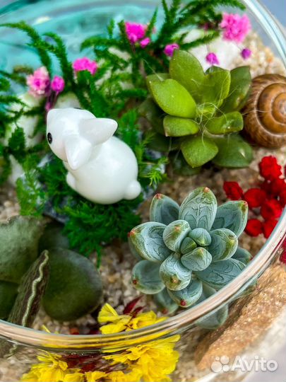Мини флорариум с суккулентами