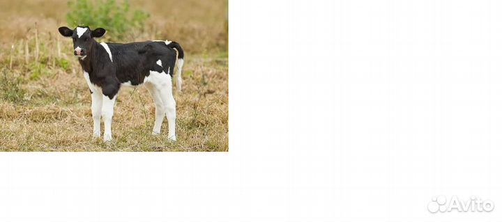 Продам теленка