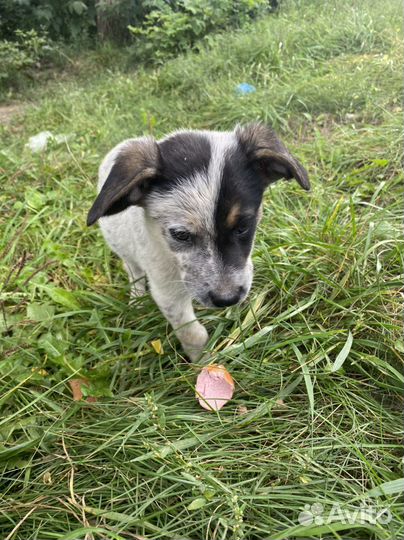 Собака в добрые руки отдам бесплатно