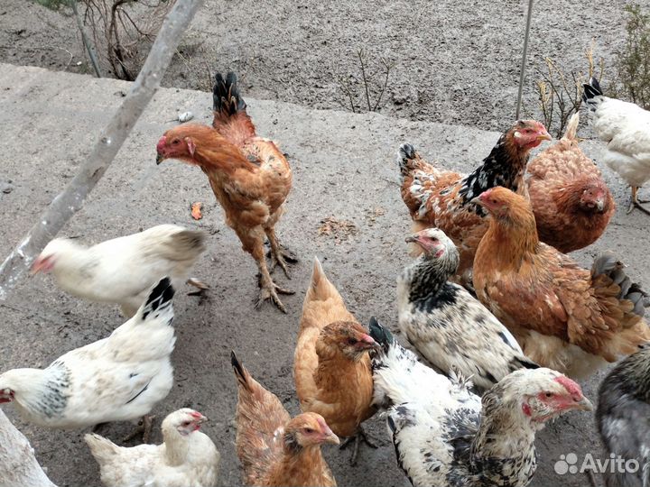 Яйца на инкубатор