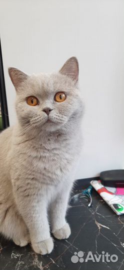 Британский котёнок