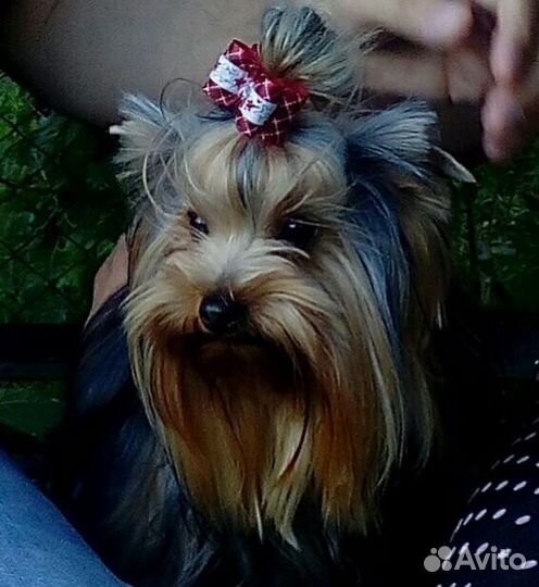 Йорк ищет девочку для вязки