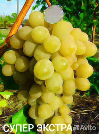 Саженцы винограда для нашего климата