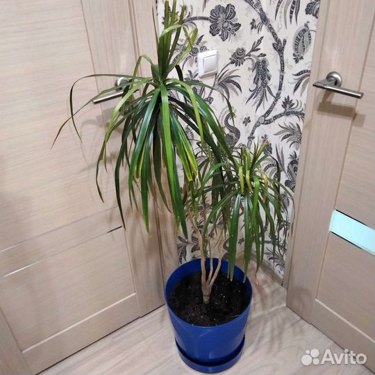 Пальма драцена