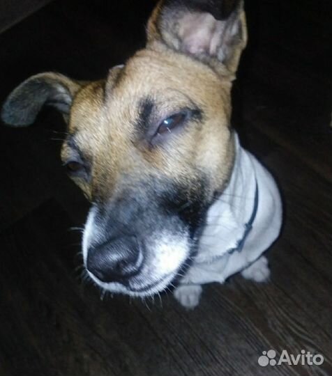 Джек рассел случка мальчик