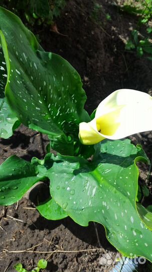 Клубни каллы