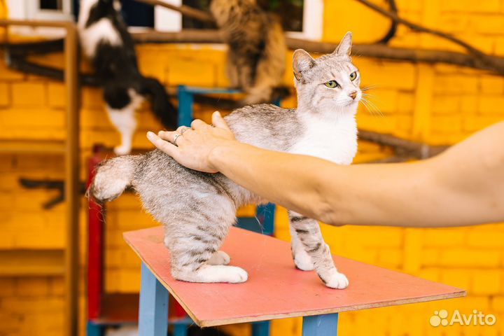 Кошечка ищет дом