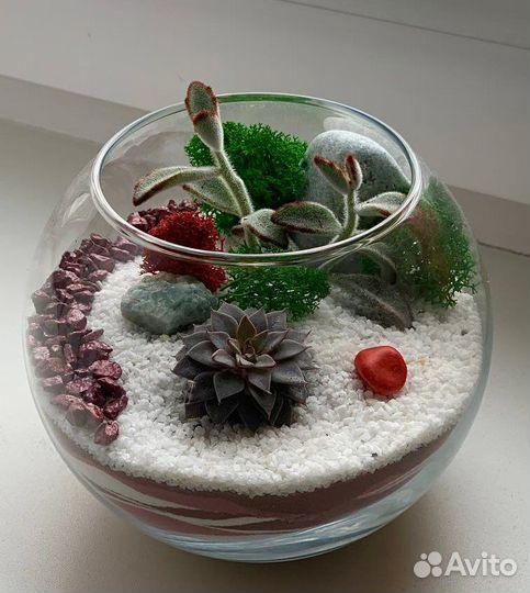 Флорариум суккуленты