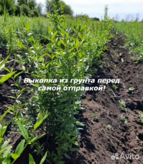 Бирючина саженцы для изгороди