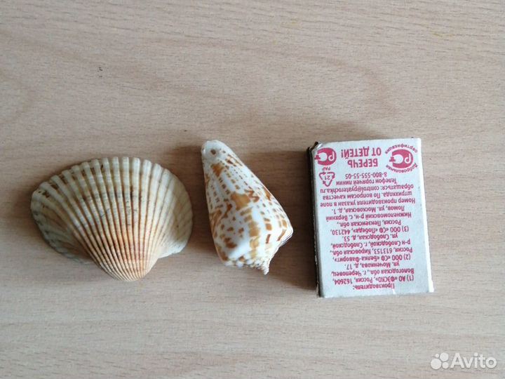 Ракушки