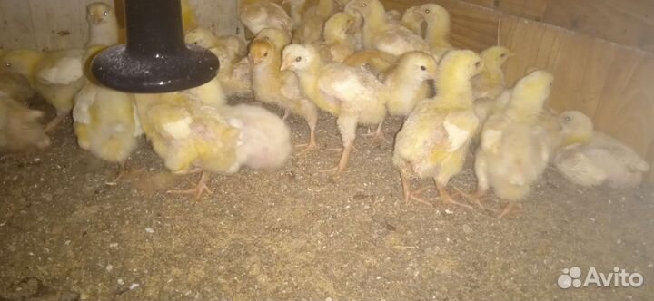 Подрощенный корнишон, цыплёнок Табака