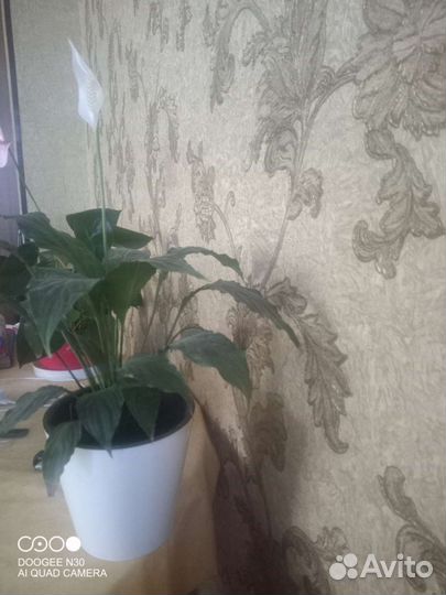 Цветы домашние