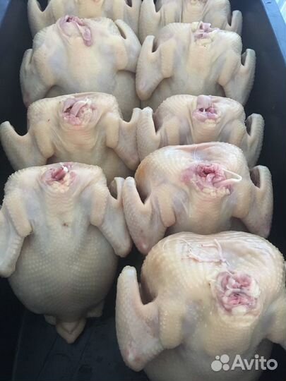 Куры Домашние